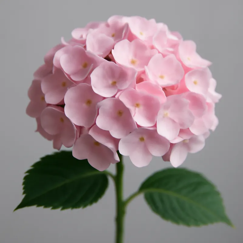 Rosa hortensia arrangeret i sommerbuket
