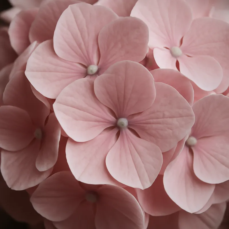 Hortensia – rosa – billede 2