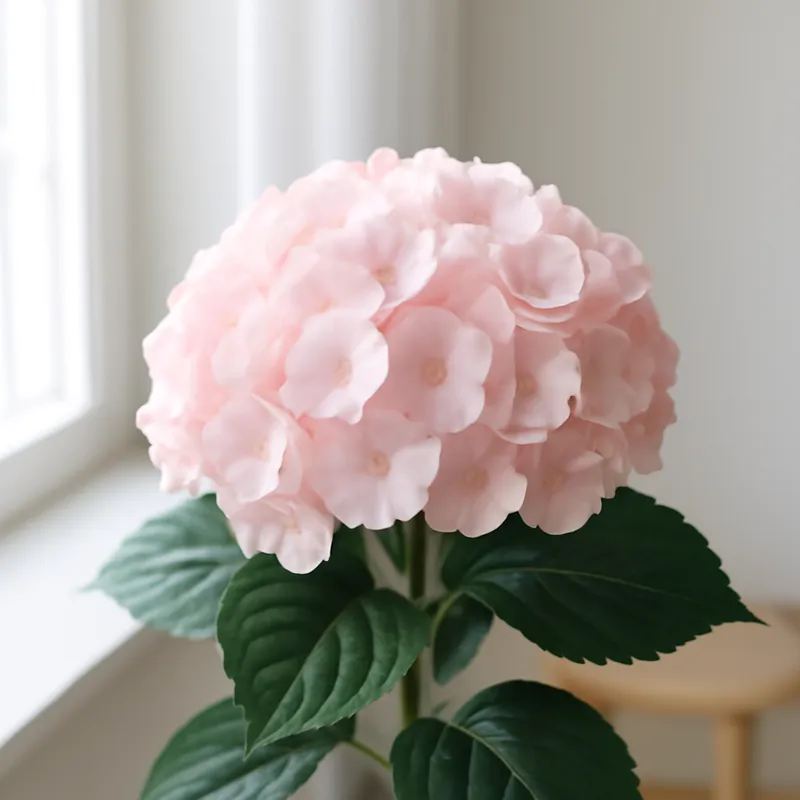 Hortensia – rosa – billede 3