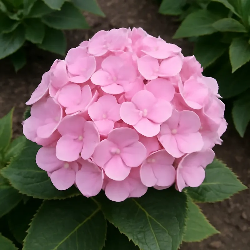 Hortensia – rosa – billede 4