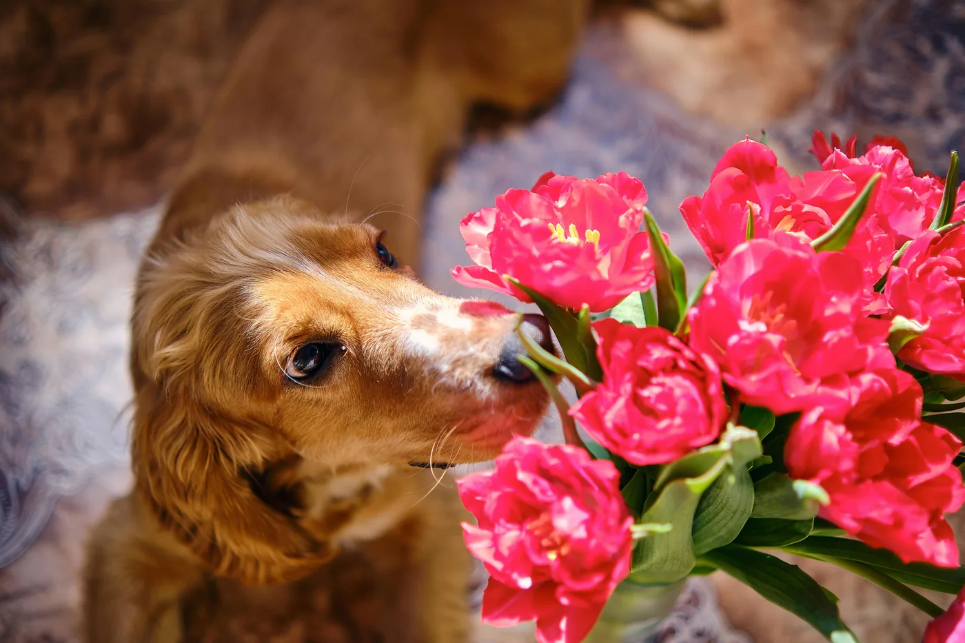 Golden retriever lugter nysgerrigt til en buket røde tulipaner indendørs, tulipaner kan give maveproblemer hos hund