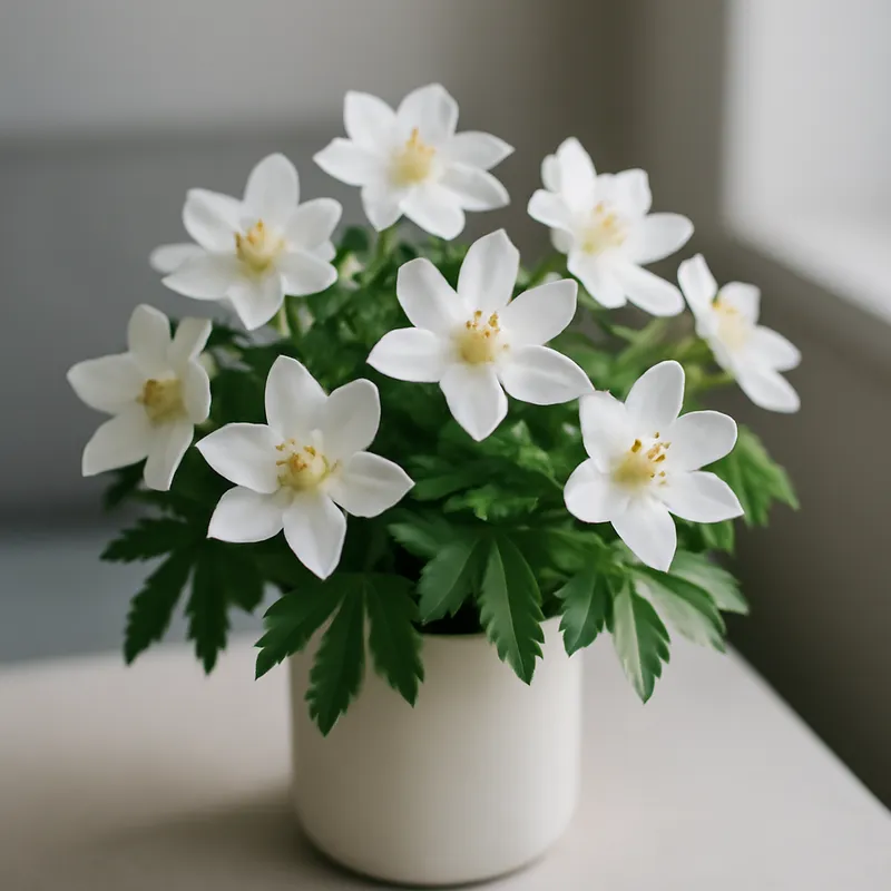 Vitsippa – klassisk – billede 3