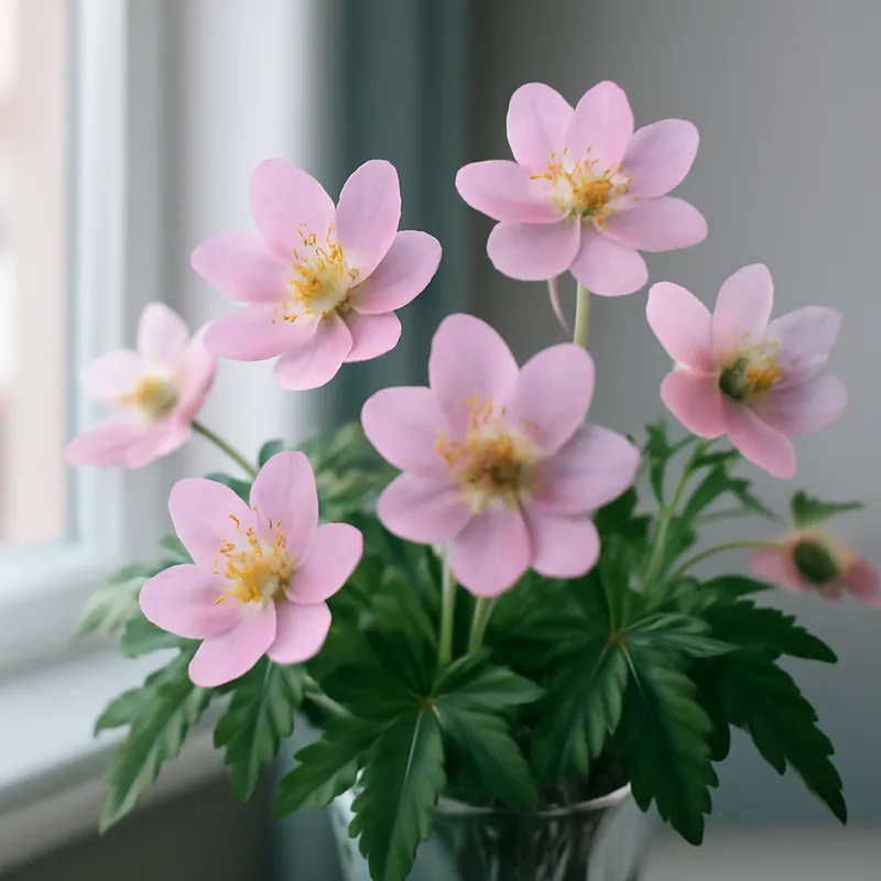 Vitsippa – rosa – billede 3