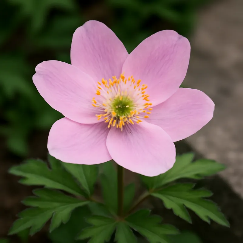 Vitsippa – rosa – billede 4