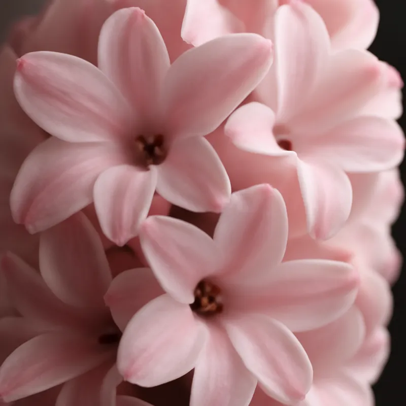 Hyacint – rosa – billede 2