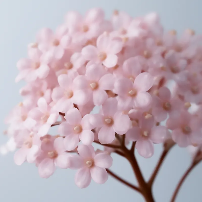 Hyld – rosa – billede 2