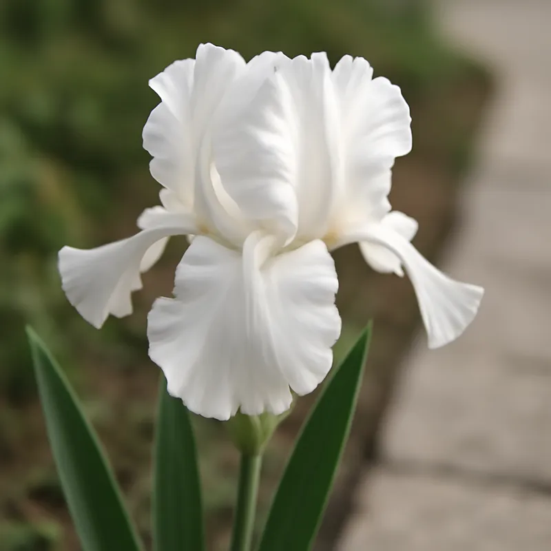 Iris – hvid – billede 4