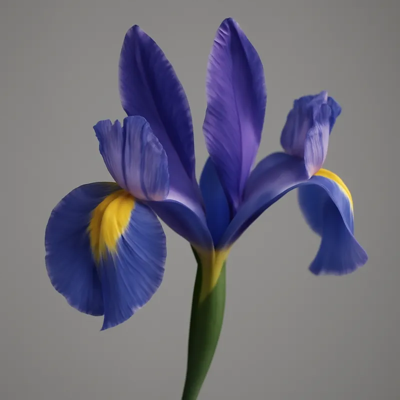 Iris