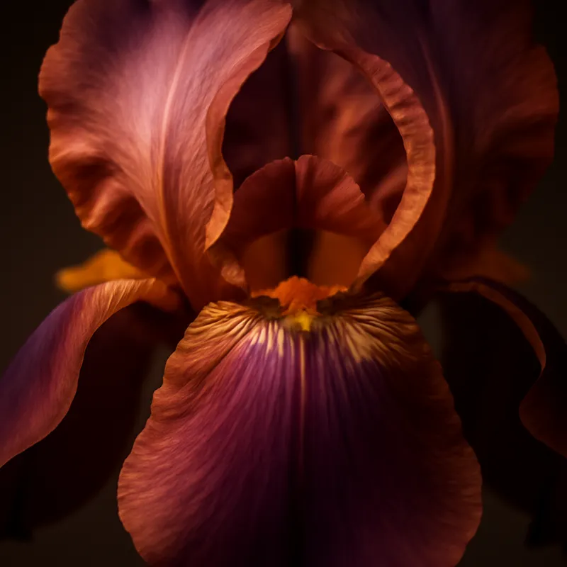 Iris – klassisk – billede 2