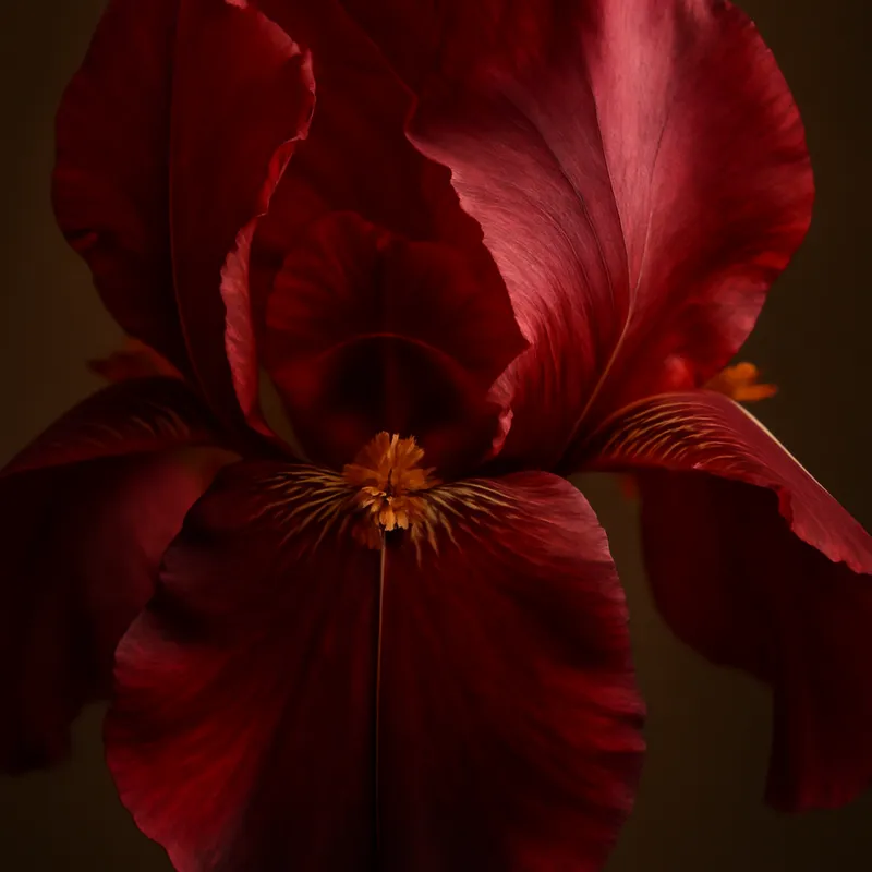Iris – rød – billede 2