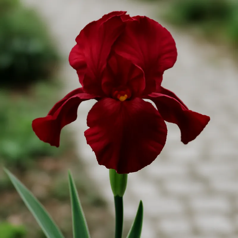 Iris – rød – billede 4