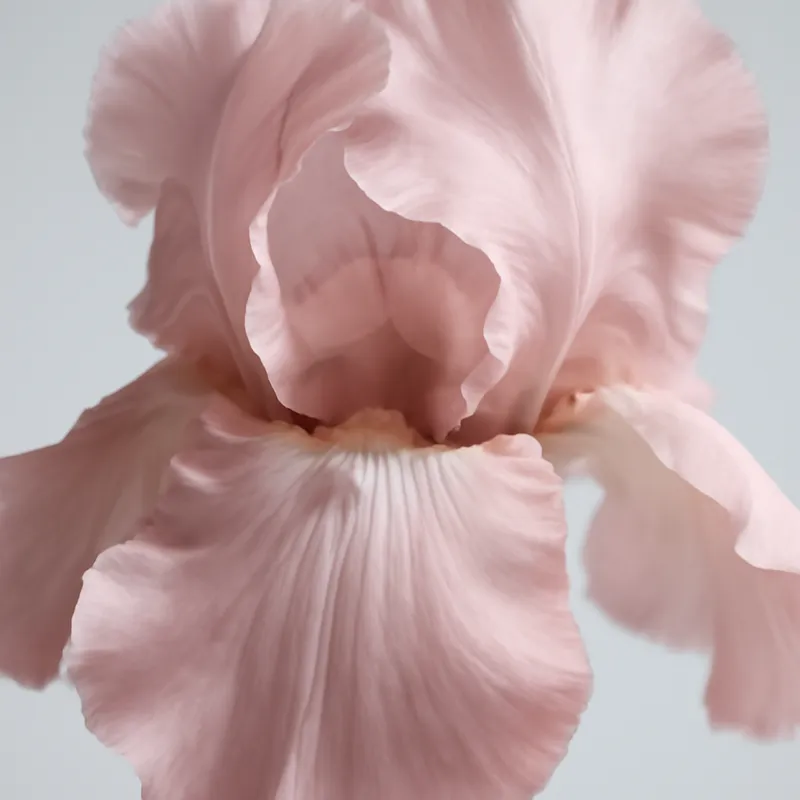 Iris – rosa – billede 2