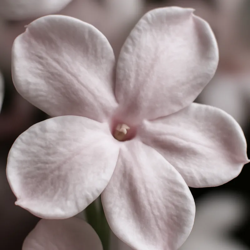Jasmin – rosa – billede 2