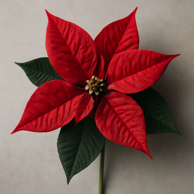 Julstjärna – rød