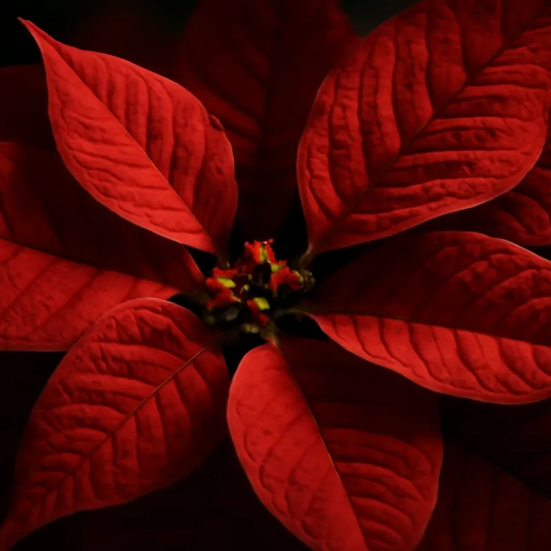 Julstjärna – rød – billede 2