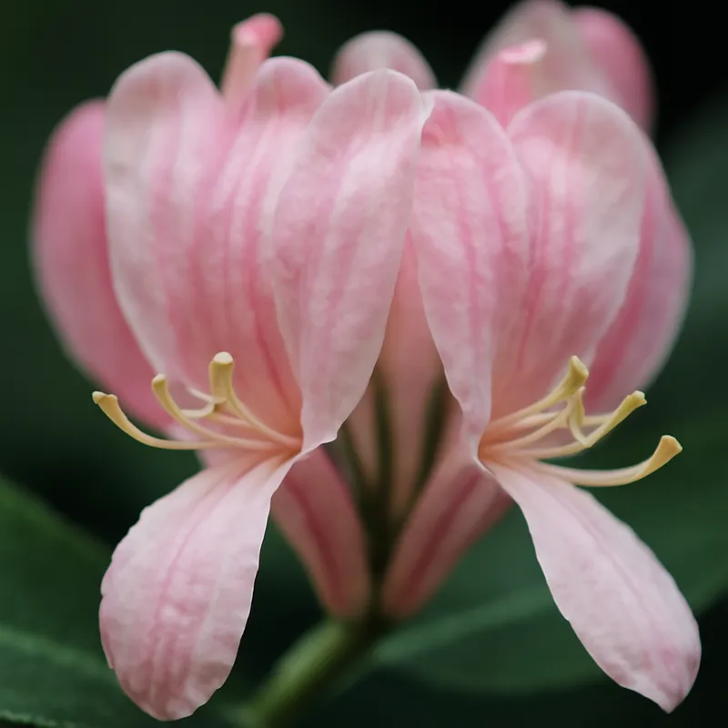 Kaprifol – rosa – billede 2