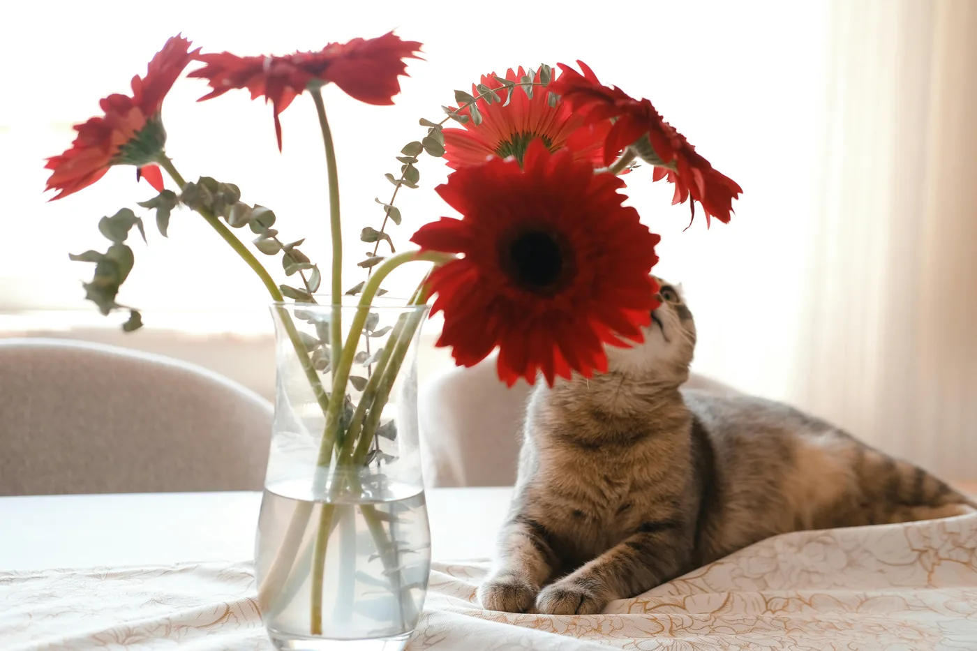 Kat ved en vase med røde gerberablomster på bord, gerbera er ofte et sikrere valg i hjem med kæledyr