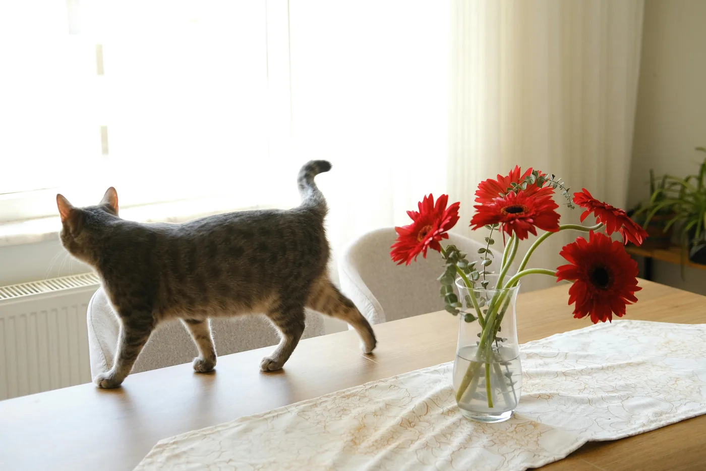 Giftige blomster for hund og kat