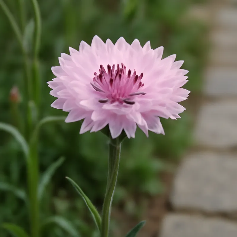 Kornblomst – rosa – billede 4