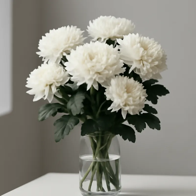 Krysantemum – klassisk – billede 3
