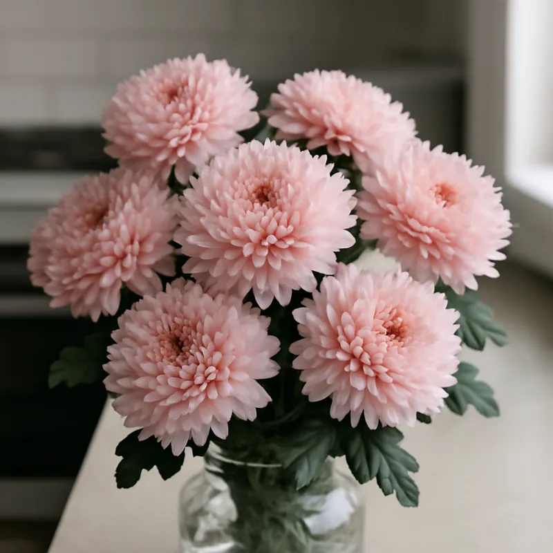 Krysantemum – rosa – billede 3