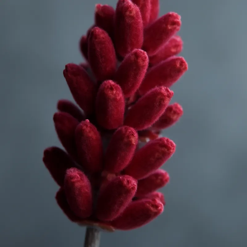 Lavendel – rød – billede 2