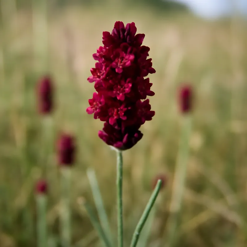 Lavendel – rød – billede 4