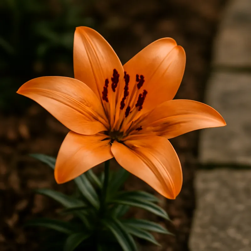 Lilje – klassisk – billede 4