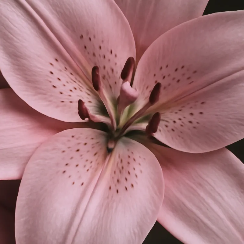 Lilje – rosa – billede 2