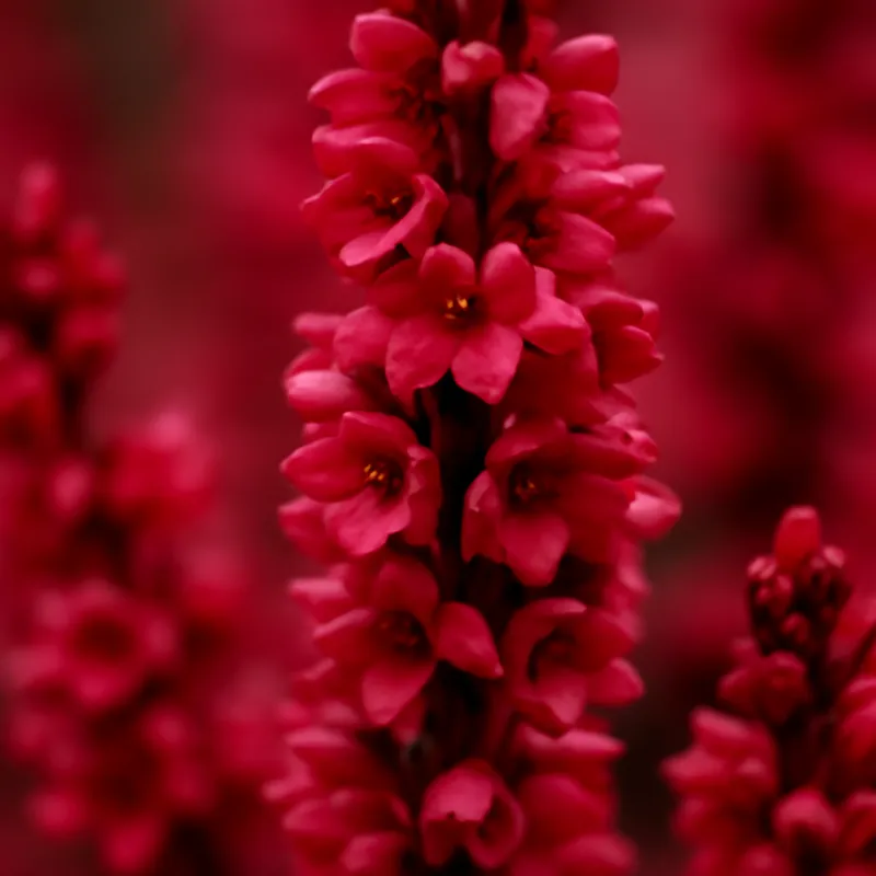 Ljung – rød – billede 2