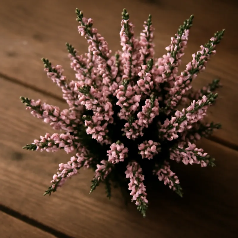 Ljung – rosa – billede 3
