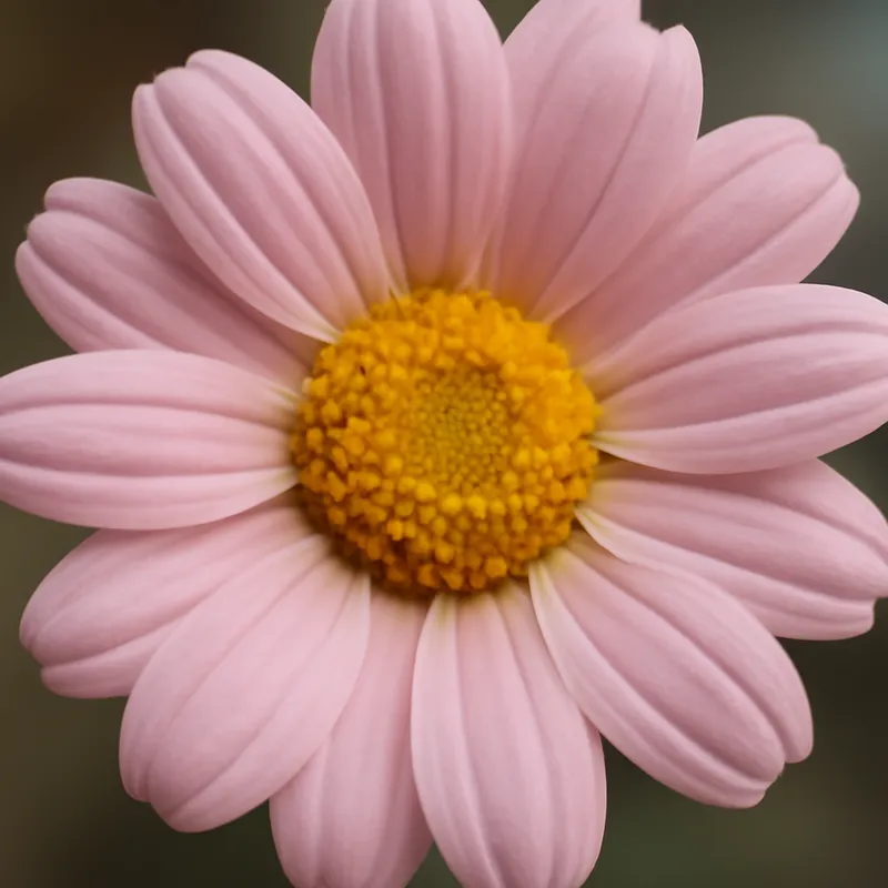 Margerit – rosa – billede 2