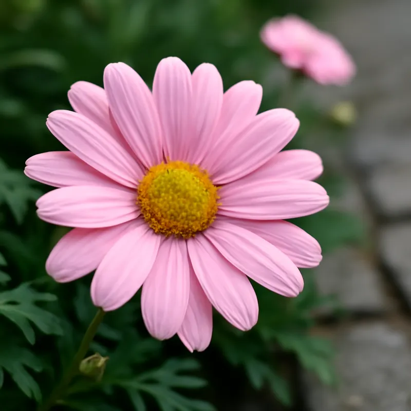 Margerit – rosa – billede 4