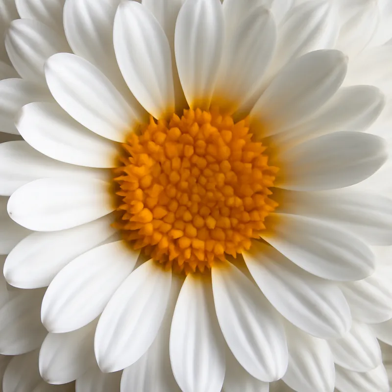 Morgenfrue – hvid – billede 2