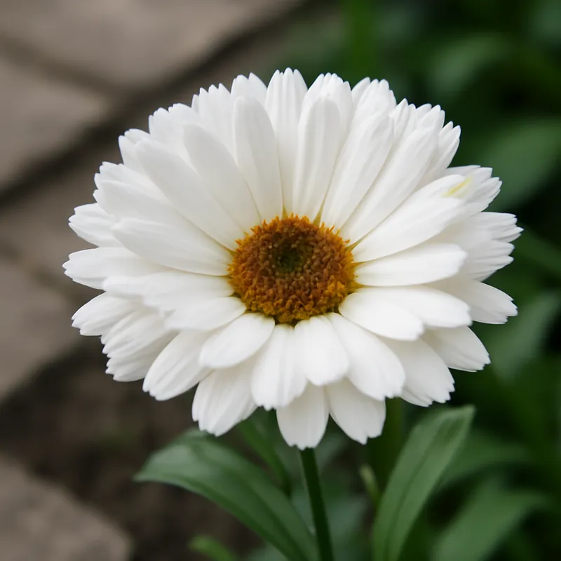 Morgenfrue – hvid – billede 4