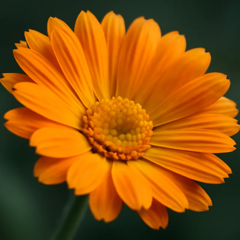 Morgenfrue – klassisk – billede 2