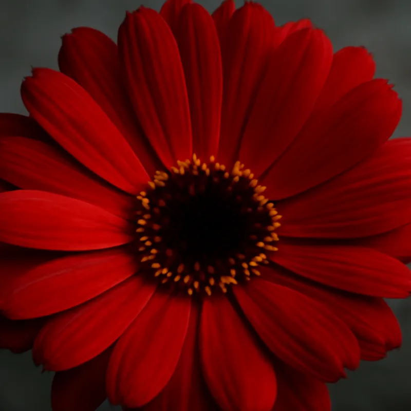 Morgenfrue – rød – billede 2