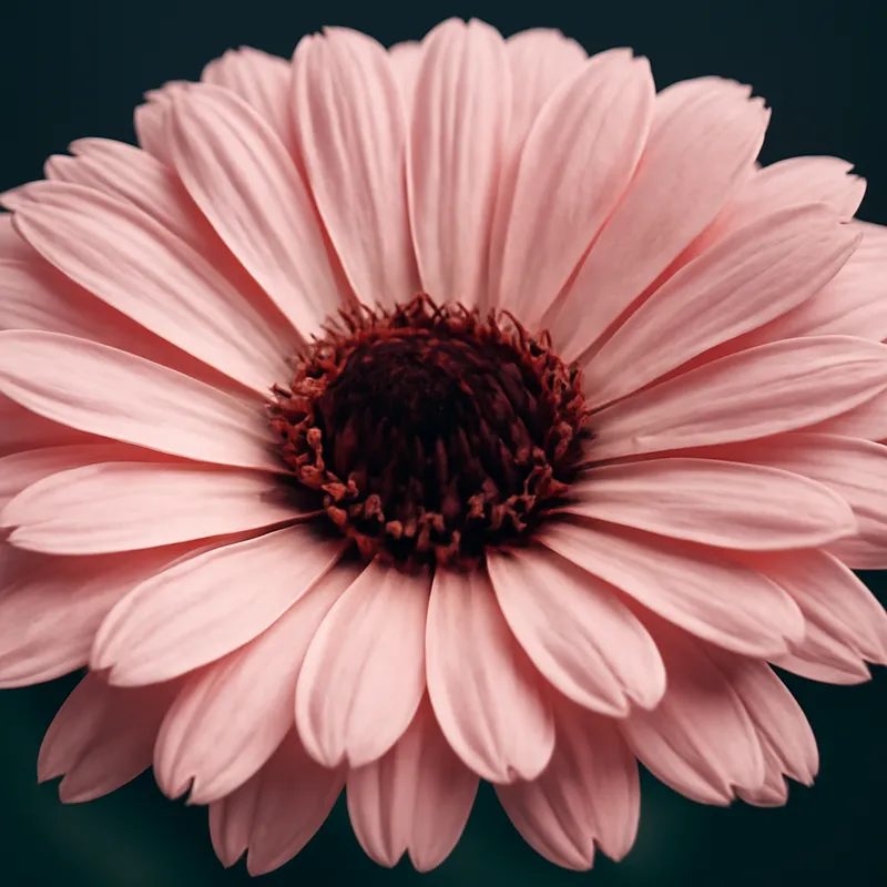Morgenfrue – rosa – billede 2