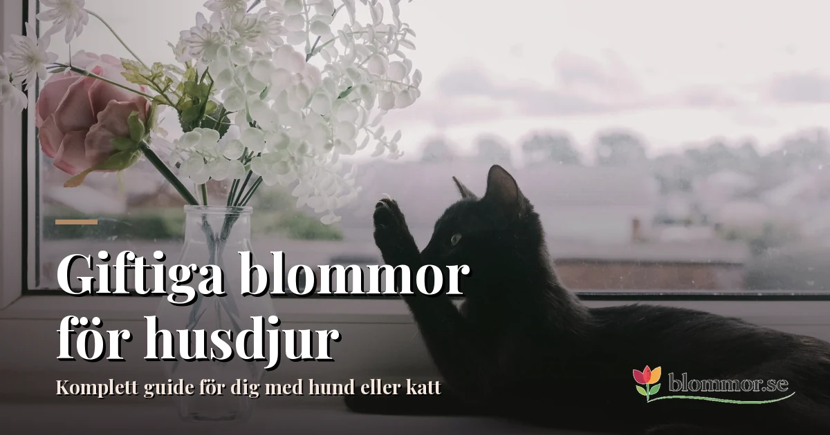 Giftige blomster for kæledyr