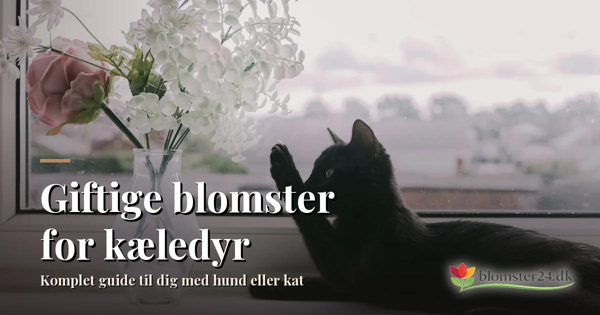 Giftige blomster for kæledyr