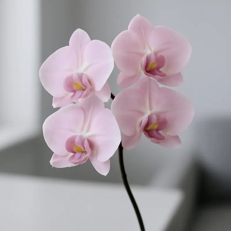 Orkidé (brudorkidé) – rosa – billede 3