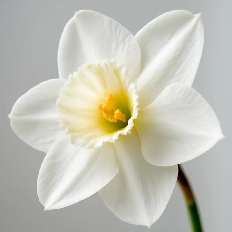 Påsklilja – hvid – billede 2