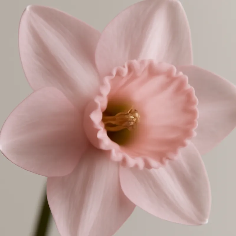 Påsklilja – rosa – billede 2