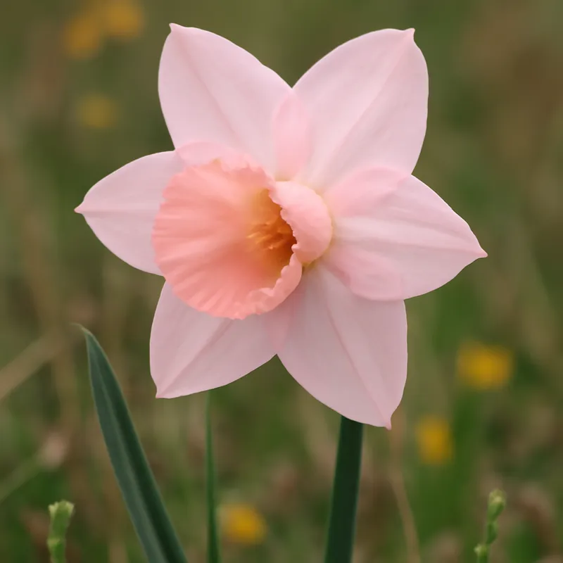 Påsklilja – rosa – billede 4