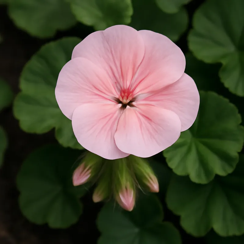 Pelargon – rosa – billede 4