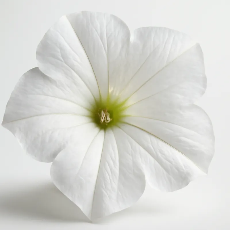 Petunia – hvid – billede 2