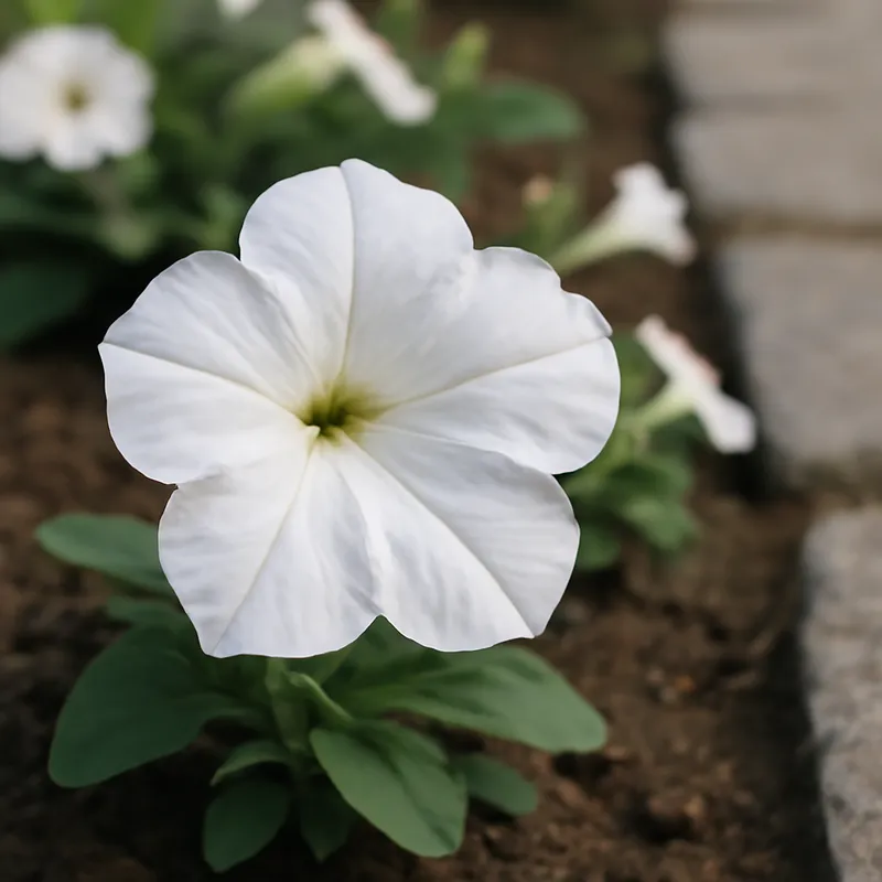 Petunia – hvid – billede 4