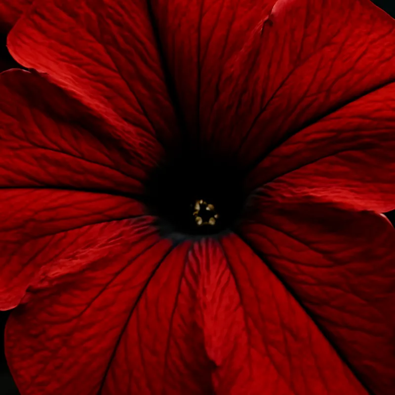 Petunia – rød – billede 2