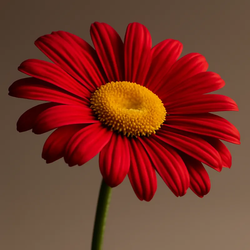 Prästkrage – rød