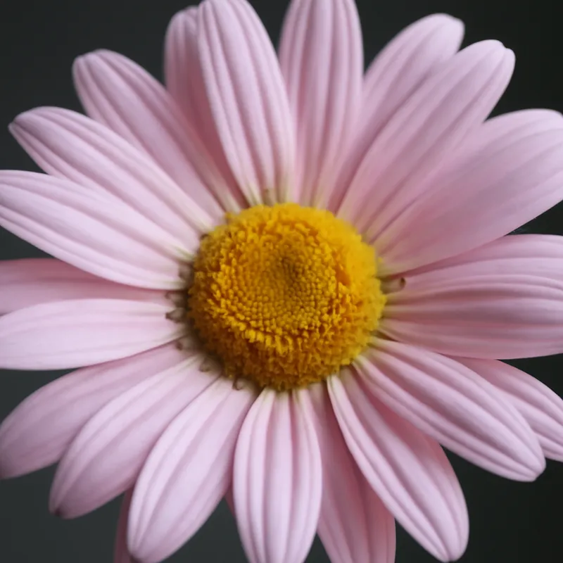 Præstekrave – rosa – billede 2
